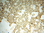 SPAG11A Antibody in Immunohistochemistry (Paraffin) (IHC (P))