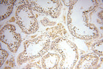 SPAG11A Antibody in Immunohistochemistry (Paraffin) (IHC (P))