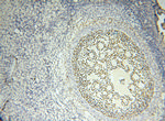 FOXP4 Antibody in Immunohistochemistry (Paraffin) (IHC (P))