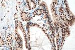 FOXP4 Antibody in Immunohistochemistry (Paraffin) (IHC (P))