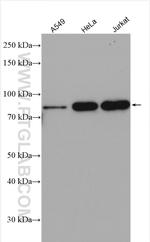 FOXP4 Antibody in Western Blot (WB)