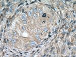 APOC1 Antibody in Immunohistochemistry (Paraffin) (IHC (P))