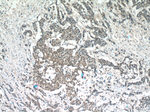 NEDD8 Antibody in Immunohistochemistry (Paraffin) (IHC (P))
