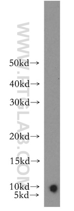 NEDD8 Antibody in Western Blot (WB)