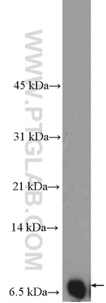 NEDD8 Antibody in Western Blot (WB)