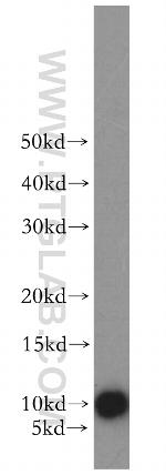 NEDD8 Antibody in Western Blot (WB)