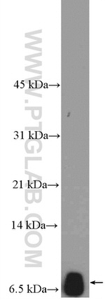 NEDD8 Antibody in Western Blot (WB)