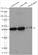 DNAJB12 Antibody in Western Blot (WB)