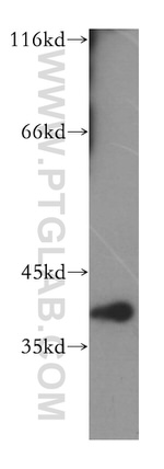 DNAJB12 Antibody in Western Blot (WB)