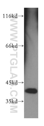 DNAJB12 Antibody in Western Blot (WB)