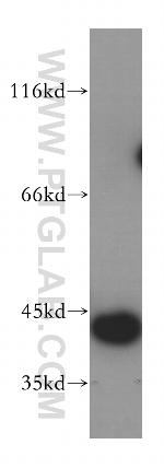 DNAJB12 Antibody in Western Blot (WB)