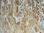 THEM2 Antibody in Immunohistochemistry (Paraffin) (IHC (P))