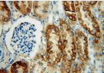 THEM2 Antibody in Immunohistochemistry (Paraffin) (IHC (P))