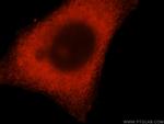 DCTD Antibody in Immunocytochemistry (ICC/IF)