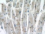 GLOD4 Antibody in Immunohistochemistry (Paraffin) (IHC (P))