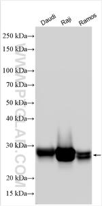 HLA-DRB3 Antibody in Western Blot (WB)