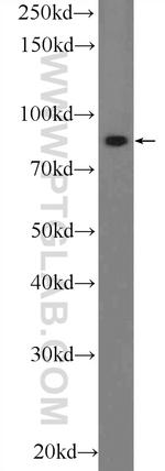 PLCD3 Antibody in Western Blot (WB)