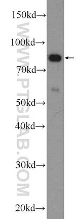 PLCD3 Antibody in Western Blot (WB)
