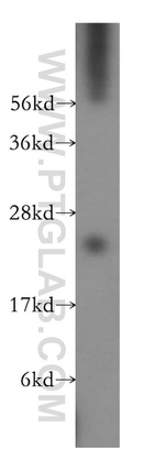 LITAF Antibody in Western Blot (WB)