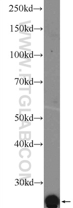 LITAF Antibody in Western Blot (WB)