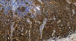 SNX24 Antibody in Immunohistochemistry (Paraffin) (IHC (P))
