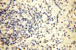 MRPL52 Antibody in Immunohistochemistry (Paraffin) (IHC (P))