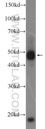 RNF26 Antibody in Western Blot (WB)