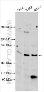 ASXL1 Antibody in Western Blot (WB)