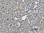 RPLP2 Antibody in Immunohistochemistry (Paraffin) (IHC (P))