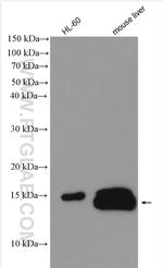 RPLP2 Antibody in Western Blot (WB)