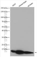 DYNLL2 Antibody in Western Blot (WB)
