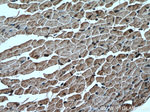 HSP20 Antibody in Immunohistochemistry (Paraffin) (IHC (P))