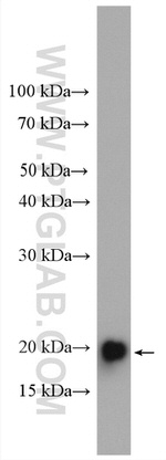 HSP20 Antibody in Western Blot (WB)