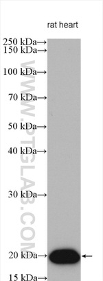 HSP20 Antibody in Western Blot (WB)