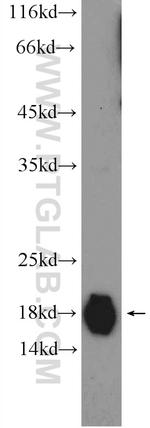 HSP20 Antibody in Western Blot (WB)