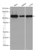 p130Cas Antibody in Western Blot (WB)