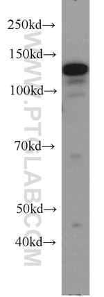 CC2D1A Antibody in Western Blot (WB)