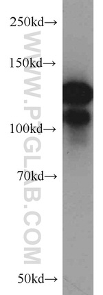 CC2D1A Antibody in Western Blot (WB)