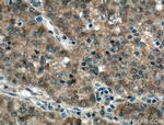 SPR Antibody in Immunohistochemistry (Paraffin) (IHC (P))