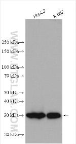 SPR Antibody in Western Blot (WB)