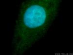 RBM26 Antibody in Immunocytochemistry (ICC/IF)