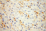 HBD Antibody in Immunohistochemistry (Paraffin) (IHC (P))