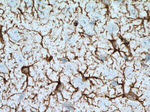 GFAP Antibody in Immunohistochemistry (Paraffin) (IHC (P))
