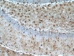 GFAP Antibody in Immunohistochemistry (Paraffin) (IHC (P))