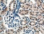 CNRIP1 Antibody in Immunohistochemistry (Paraffin) (IHC (P))