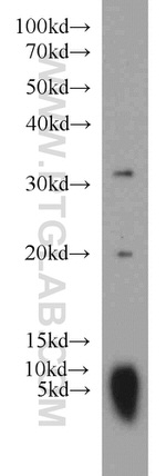 CNRIP1 Antibody in Western Blot (WB)