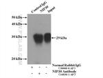 NIP30 Antibody in Immunoprecipitation (IP)