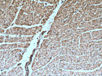 ATP1A2 Antibody in Immunohistochemistry (Paraffin) (IHC (P))