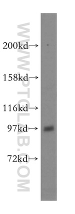 ATP1A2 Antibody in Western Blot (WB)