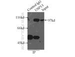 USP13 Antibody in Immunoprecipitation (IP)